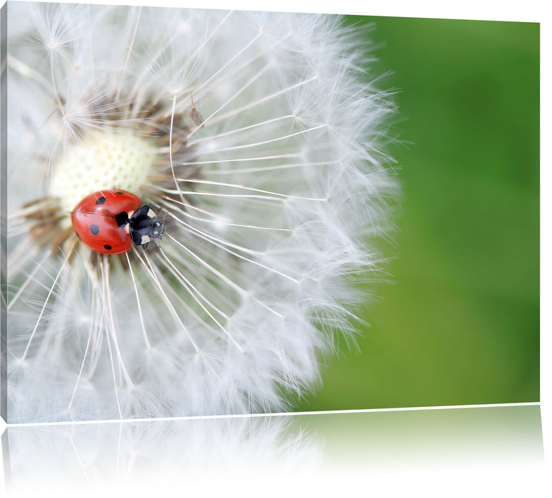 Pixxprint Marienkäfer auf einem Löwenzahn, Leinwandbild