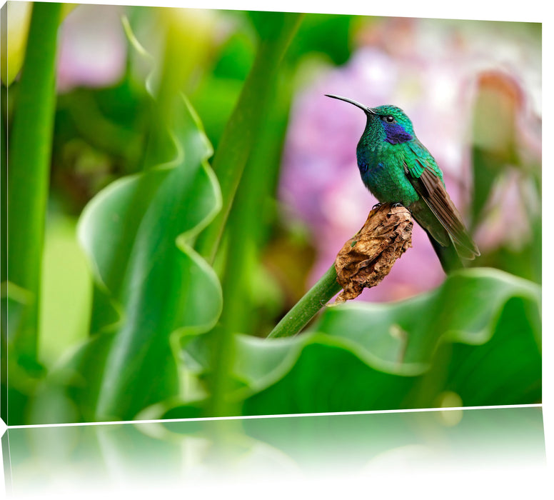 Kolibri in seinem Lebensraum Leinwandbild