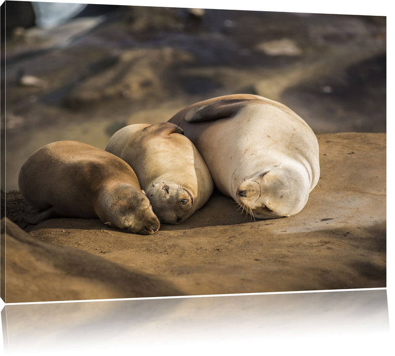 Pixxprint Familie Seelöwen in der Sonne, Leinwandbild