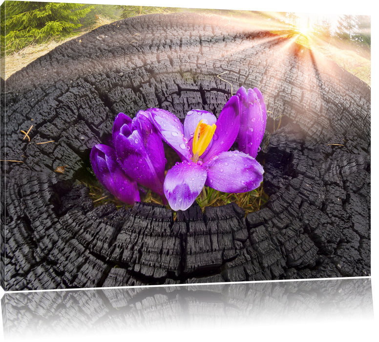 Pixxprint Die Kraft der Natur, Leinwandbild