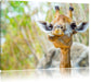 Giraffe in der Natur Leinwandbild