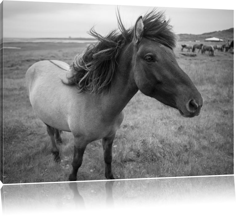 Pixxprint Isländer Pferde in der Wildnis, Leinwandbild