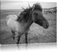 Isländer Pferde in der Wildnis Leinwandbild