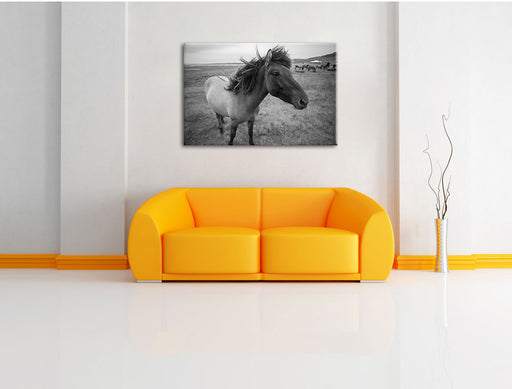Isländer Pferde in der Wildnis Leinwandbild über Sofa