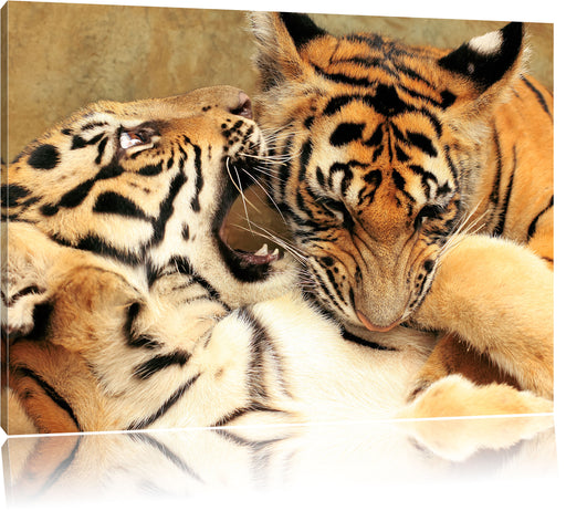 Zwei junge Tiger beim Kämpfen Leinwandbild