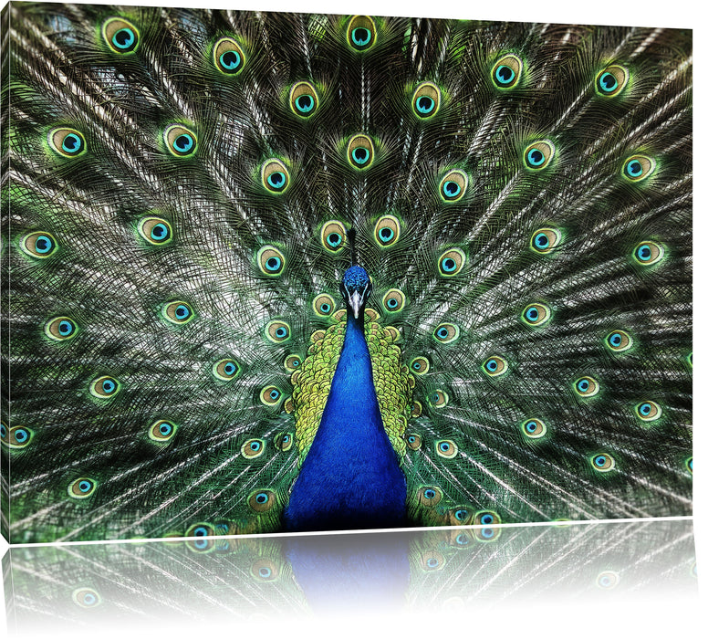 Pixxprint Schöner Pfau mit seinem Gefieder, Leinwandbild