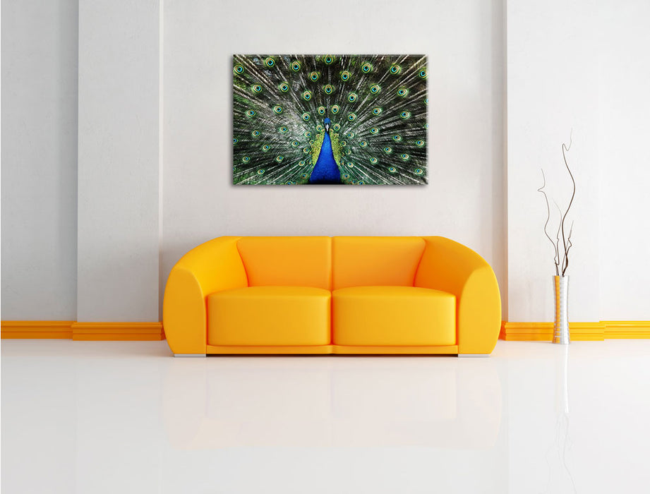 Schöner Pfau mit seinem Gefieder Leinwandbild über Sofa