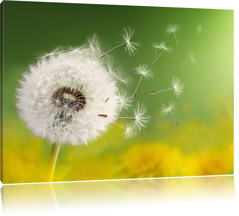 Pixxprint Löwenzahn Samen, Leinwandbild