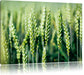 Grüne Weizen auf dem Feld Leinwandbild