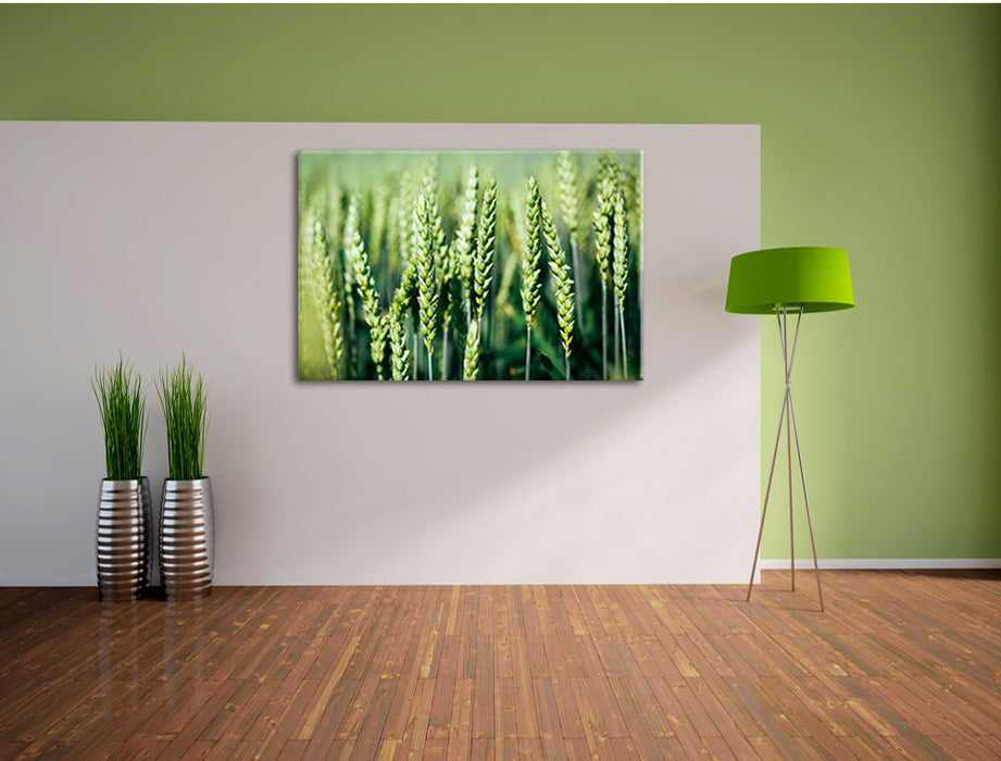 Grüne Weizen auf dem Feld Leinwandbild im Flur