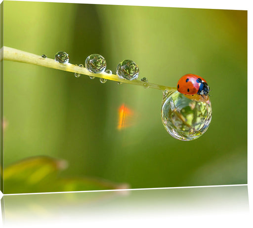 Marienkäfer Wassertropfen Leinwandbild