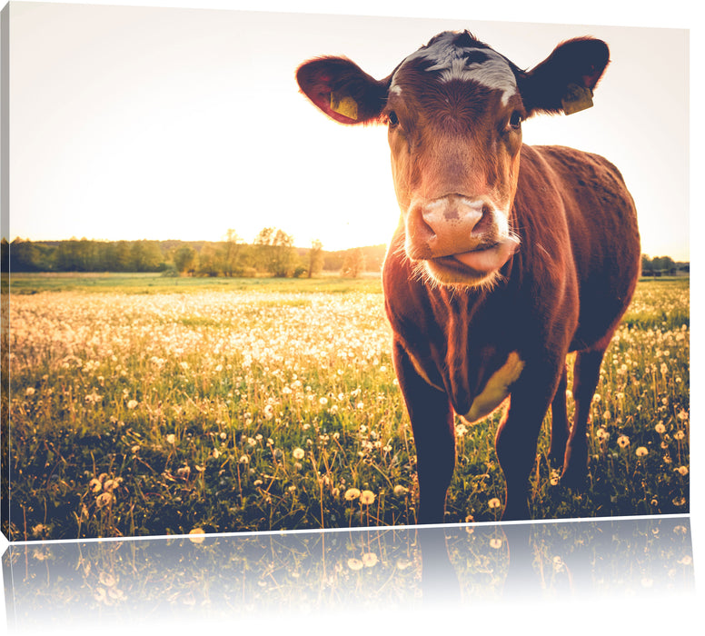 Pixxprint Kuh auf Blumenwiese, Leinwandbild