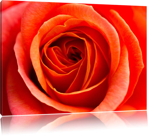 Detaillierte rote Rosenblüte Leinwandbild