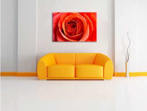 Detaillierte rote Rosenblüte Leinwandbild über Sofa
