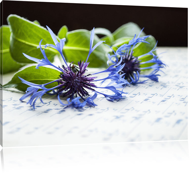 Pixxprint Notenblatt mit Kornblume, Leinwandbild