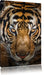Tiger mit hellbraunen Augen Leinwandbild