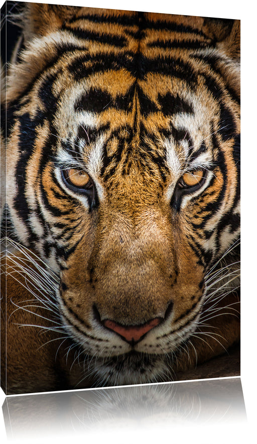 Tiger mit hellbraunen Augen Leinwandbild