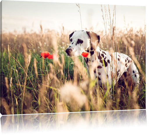 Neugieriger Hund im Feld Leinwandbild