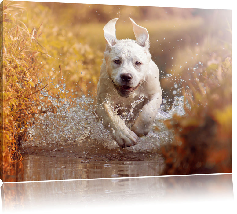 Labrador-Welpe im Wasser Leinwandbild