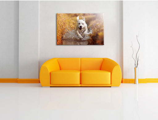 Labrador-Welpe im Wasser Leinwandbild über Sofa