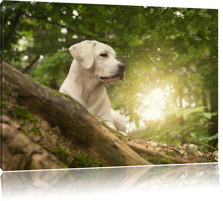 Pixxprint Labrador Welpe im Wald, Leinwandbild