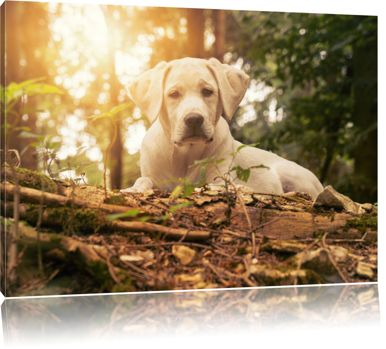 Pixxprint Hund im Wald bei Sonneuntergang, Leinwandbild