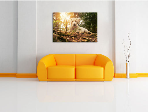 Hund im Wald bei Sonneuntergang Leinwandbild über Sofa