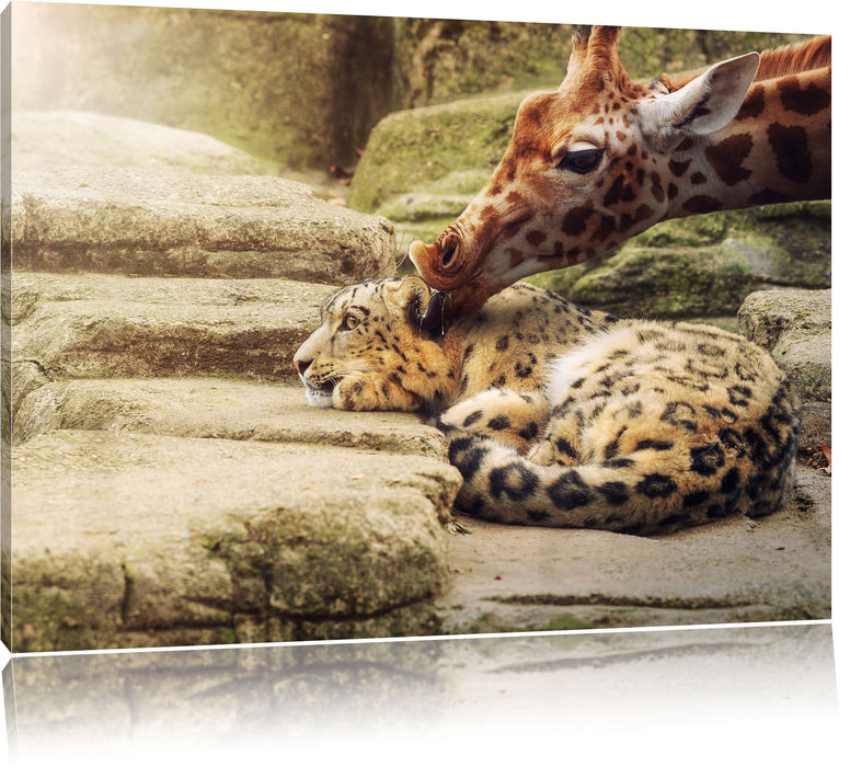 Leopard und Giraffe Leinwandbild