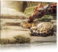 Leopard und Giraffe Leinwandbild