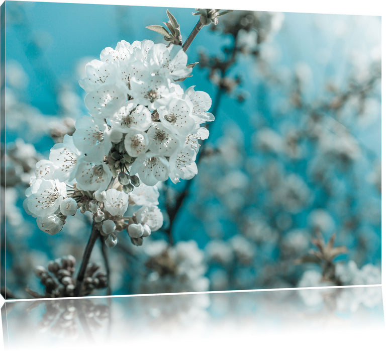 Pixxprint Kirschblüten, Leinwandbild