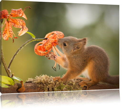 Eichhörnchen riecht an einer Blume Leinwandbild