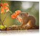 Eichhörnchen riecht an einer Blume Leinwandbild