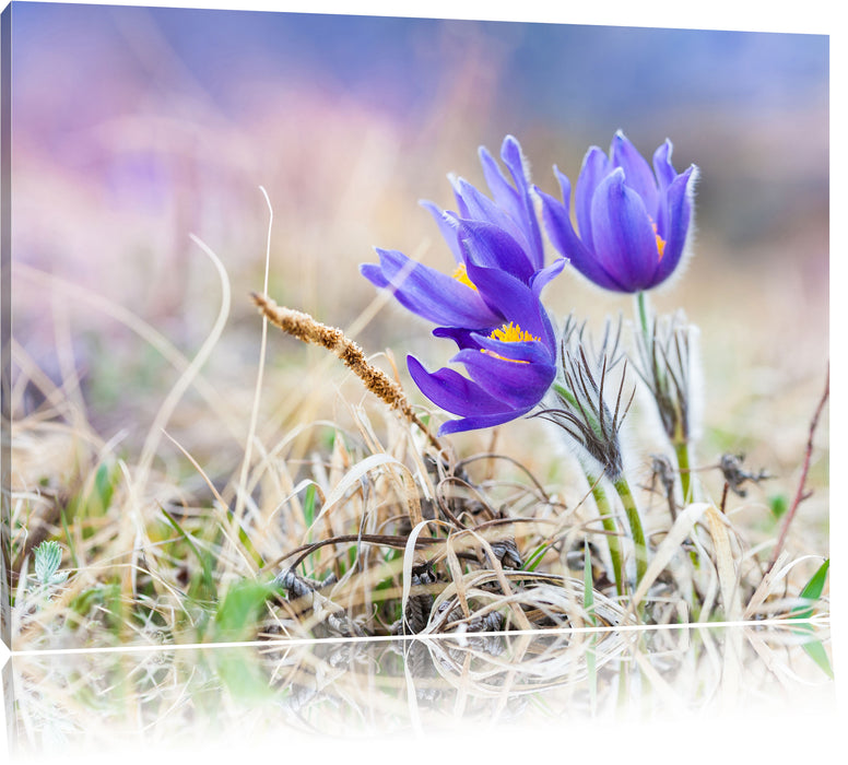 Pixxprint schöne Krokusse, Leinwandbild