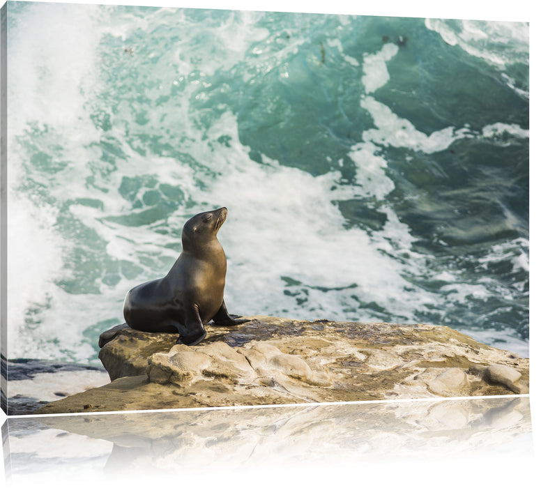 Pixxprint süße Robbe sonnt sich, Leinwandbild
