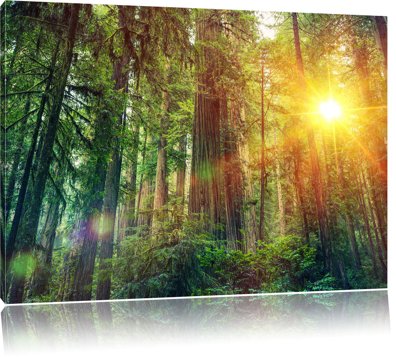 Pixxprint Wald bei Sonnenlicht, Leinwandbild