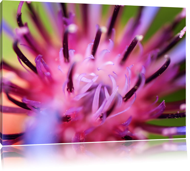 Pixxprint wunderschöne lila Blume im Fokus, Leinwandbild