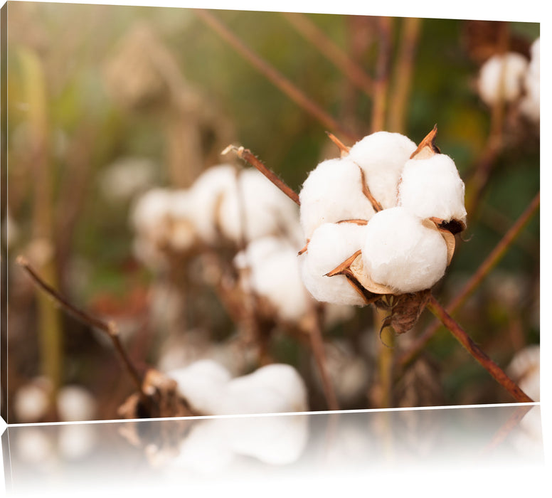 Pixxprint eine Knospe Baumwolle, Leinwandbild