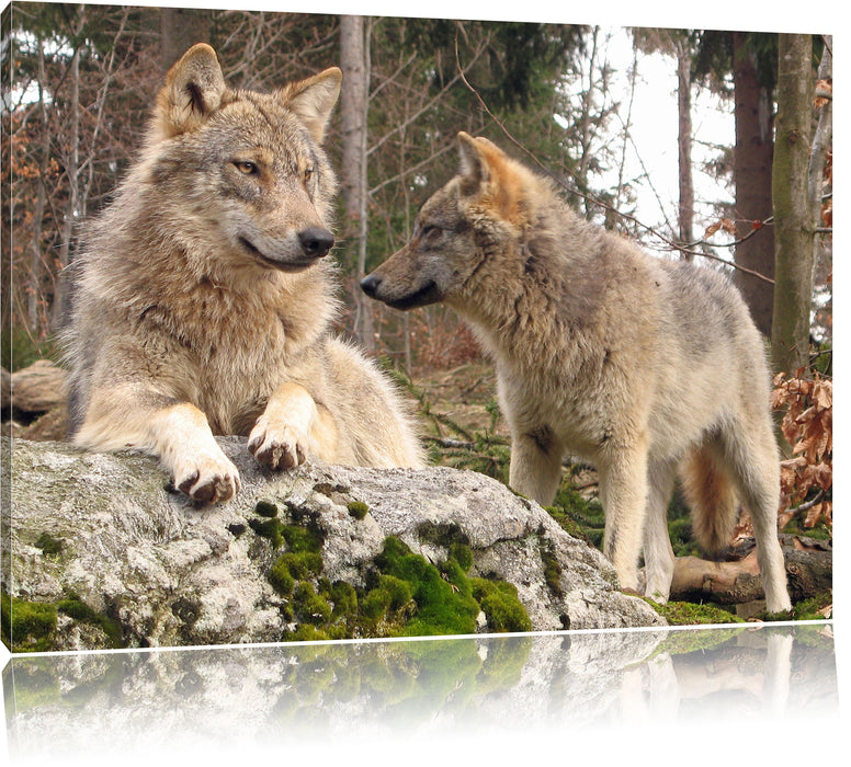 Pixxprint Wölfe im Wald, Leinwandbild