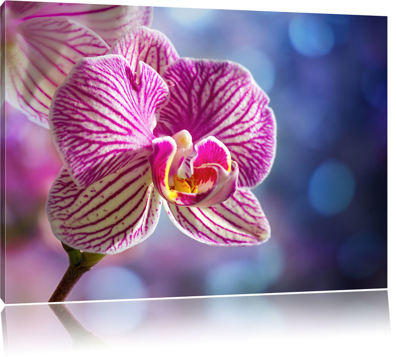 Pixxprint farbenOrchidee in der Nahaufnahme, Leinwandbild
