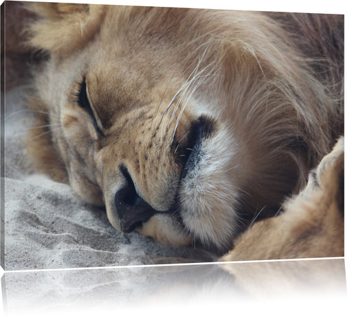 schlafender Löwe Leinwandbild