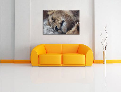 schlafender Löwe Leinwandbild über Sofa