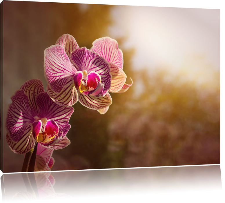 Pixxprint farbenOrchideen in der Nahaufnahme, Leinwandbild