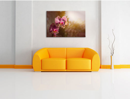 farbenOrchideen in der Nahaufnahme Leinwandbild über Sofa