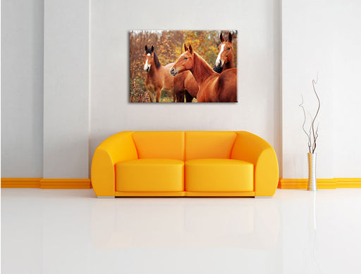 schöne Pferde auf der Wiese Leinwandbild über Sofa