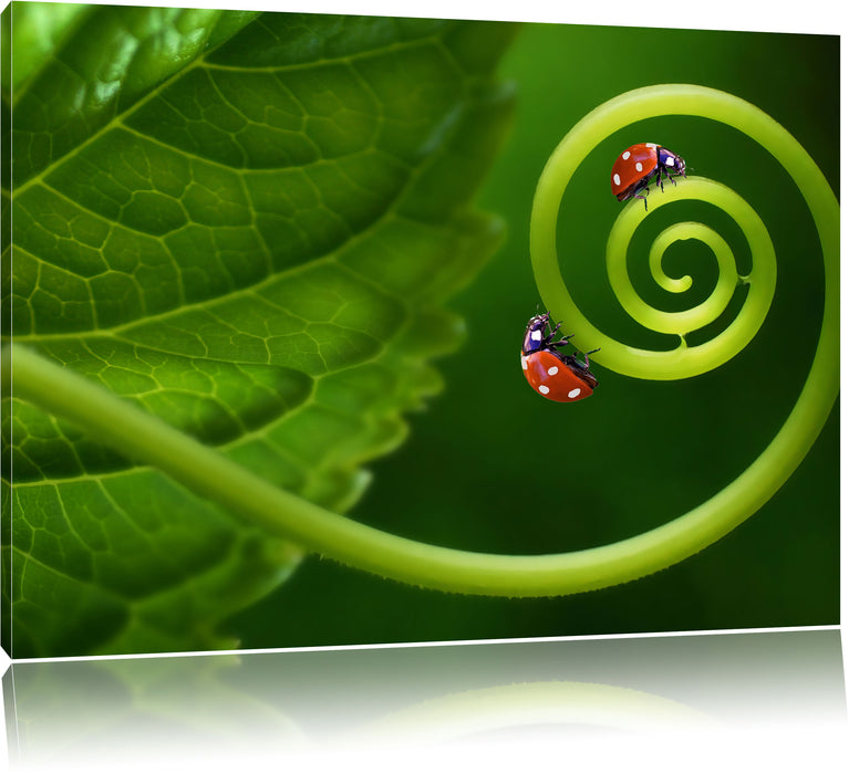 Pixxprint zwei Marienkäfer auf einem Stängel, Leinwandbild