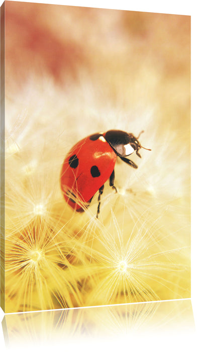 Pixxprint Marienkäfer in der Nahaufnahme, Leinwandbild