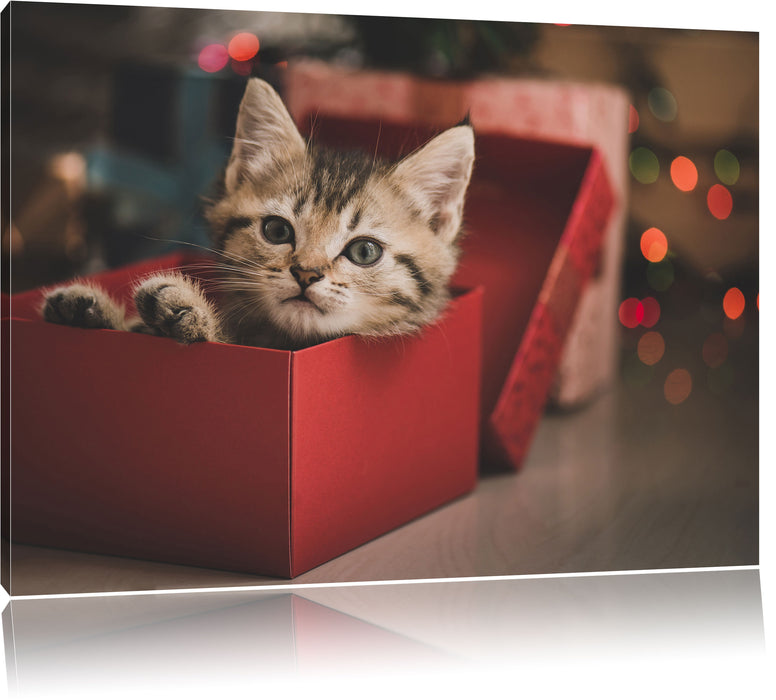 Pixxprint süsses Kätzchen in der Box, Leinwandbild