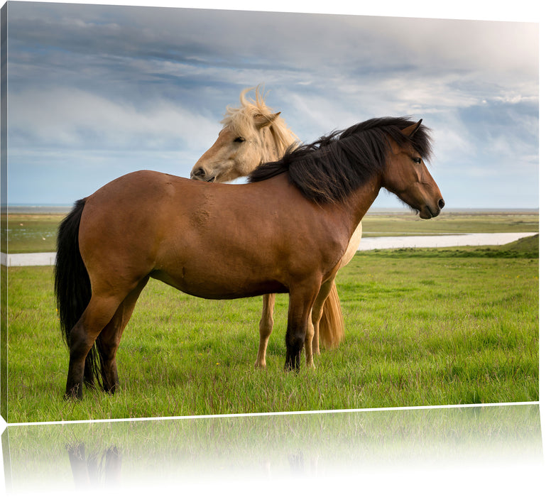 Pixxprint zwei Pferde auf der Wiese, Leinwandbild