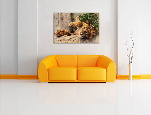 verspielter kleiner Löwe Leinwandbild über Sofa