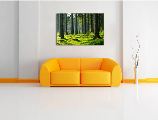 sonniger Tag im Wald Leinwandbild über Sofa